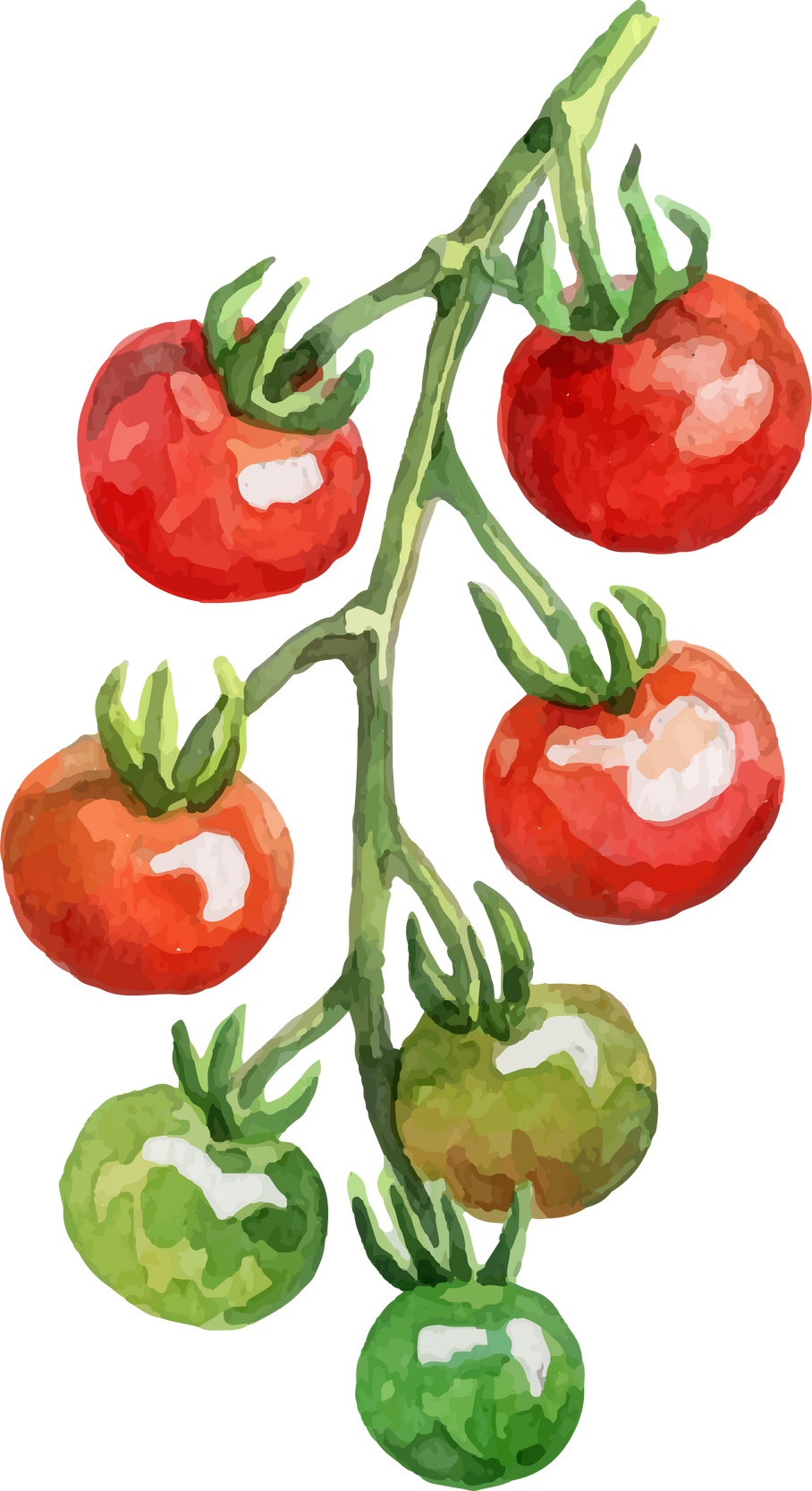 Watercolor Cherry Tomatoes