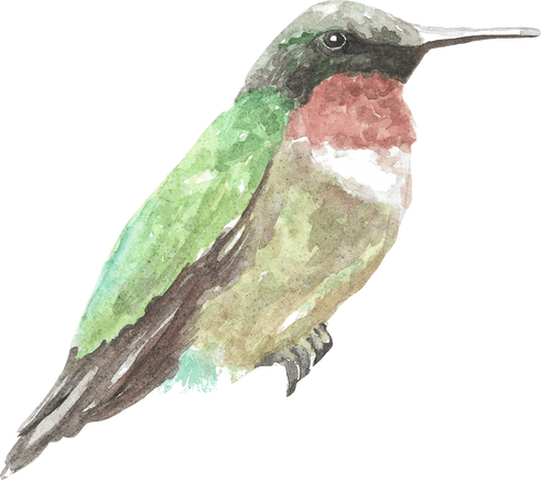 hummingbird  bird green watercolor flower