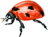 Watercolor ladybug