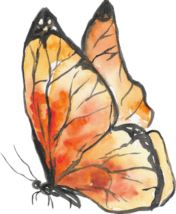 Watercolor Butterfly Insect