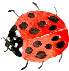 Watercolor Ladybug Illustration