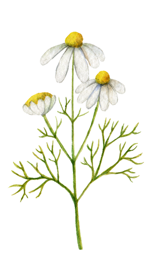 Chamomile flower. Watercolor botanical element.